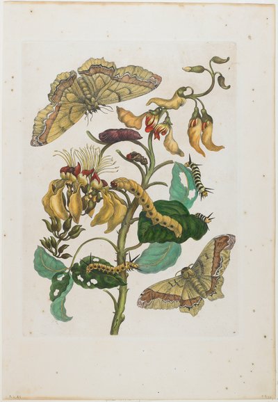 Caterpillars, Butterflies (Arsenura armida) and Flower (Pallisaden Boom: Erythrina fusca) by Maria Sibylla Merian